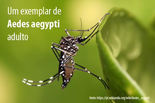 aedes