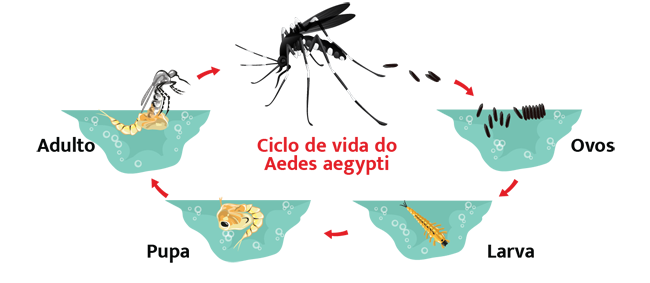 ciclo de vida aedes